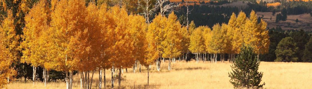 Fall-Trees