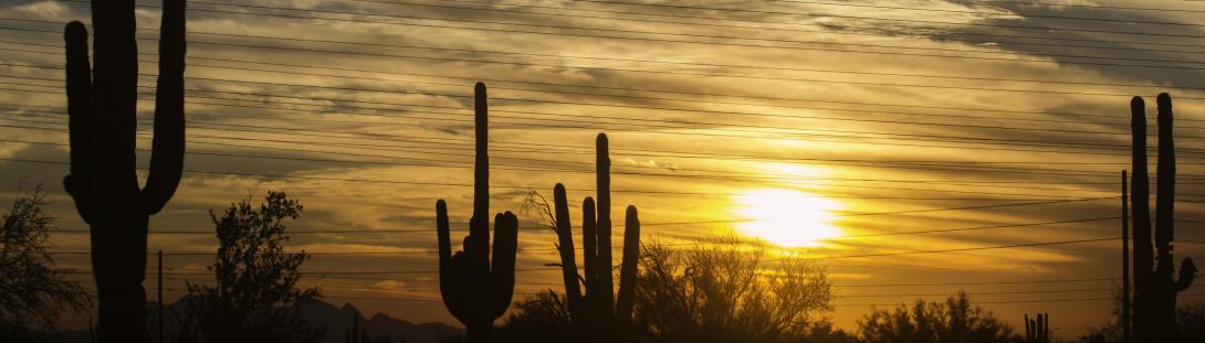 Saguaro-Sunset