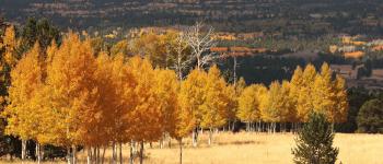 Fall-Trees