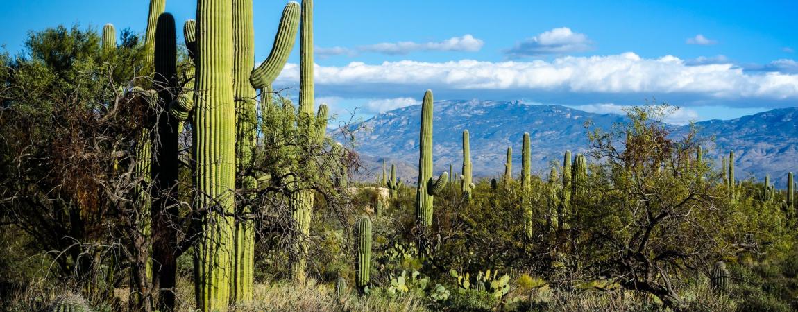 Saguraos-Tucson