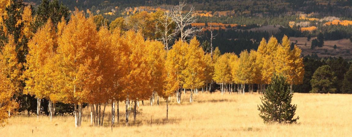 Fall-Trees