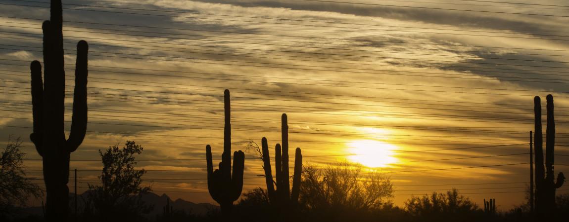 Saguaro-Sunset