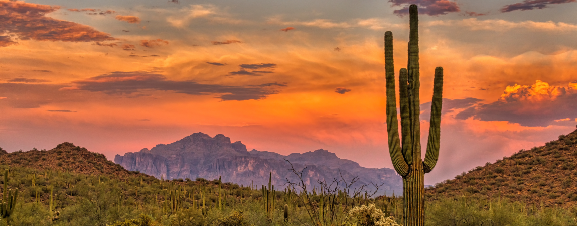 Sonoran Sunset with a cactus plant