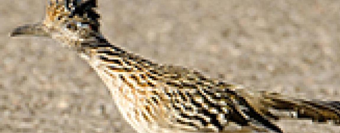 Road Runner